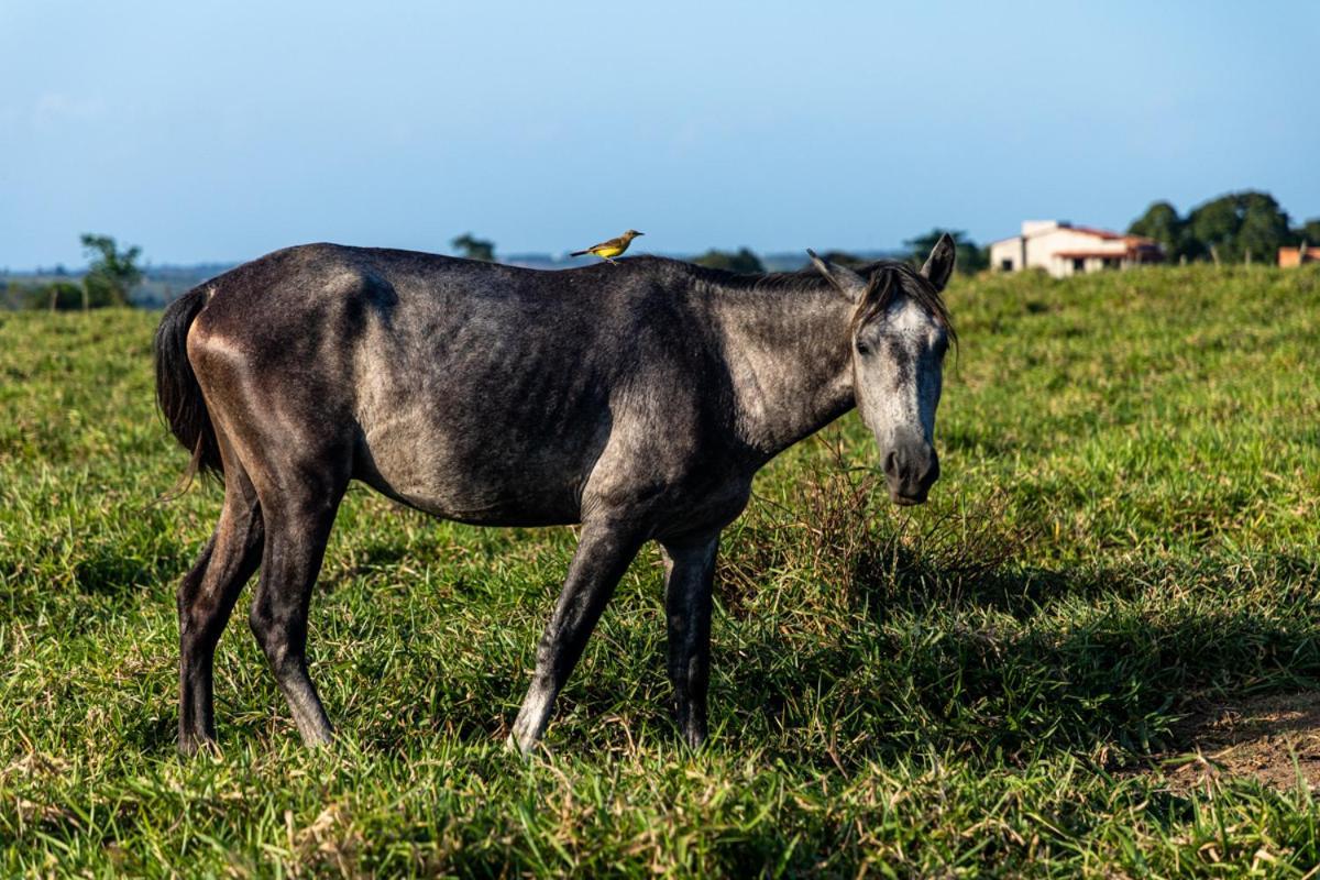 Fazenda Hotel Candeal Conceicao de Jacuipe Eksteriør billede