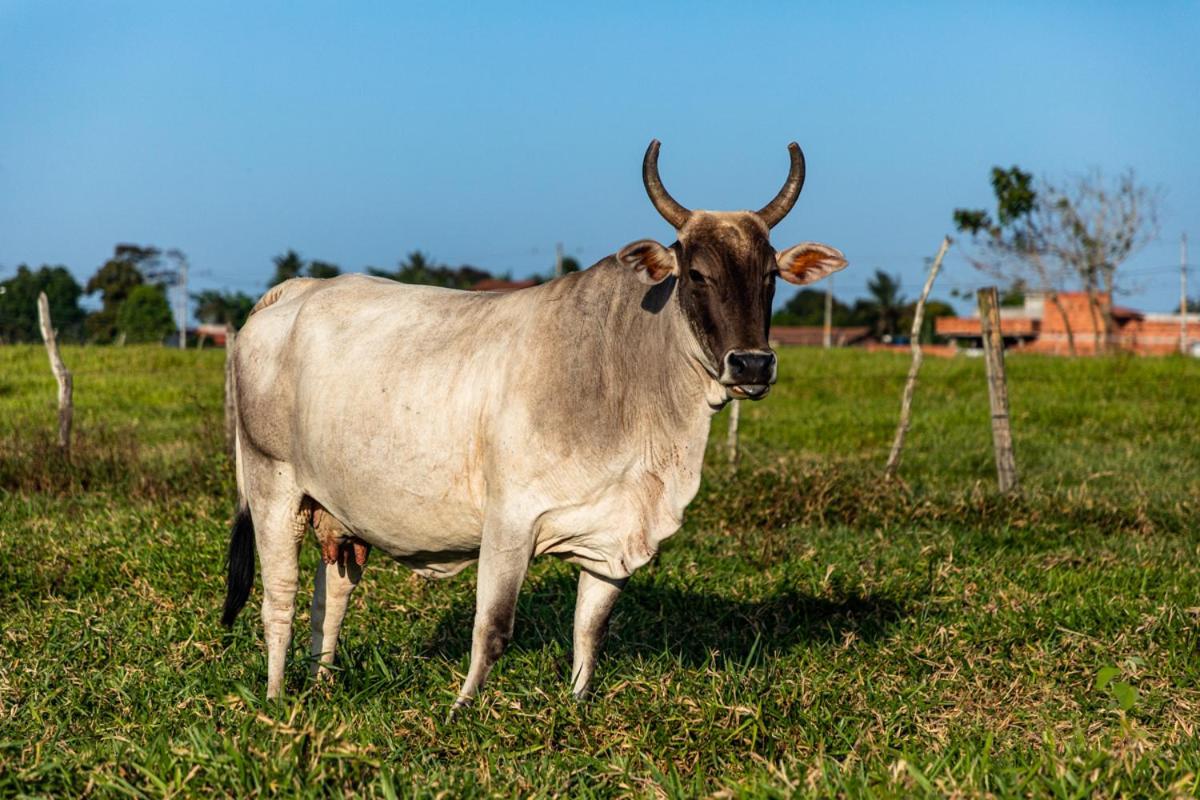 Fazenda Hotel Candeal Conceicao de Jacuipe Eksteriør billede